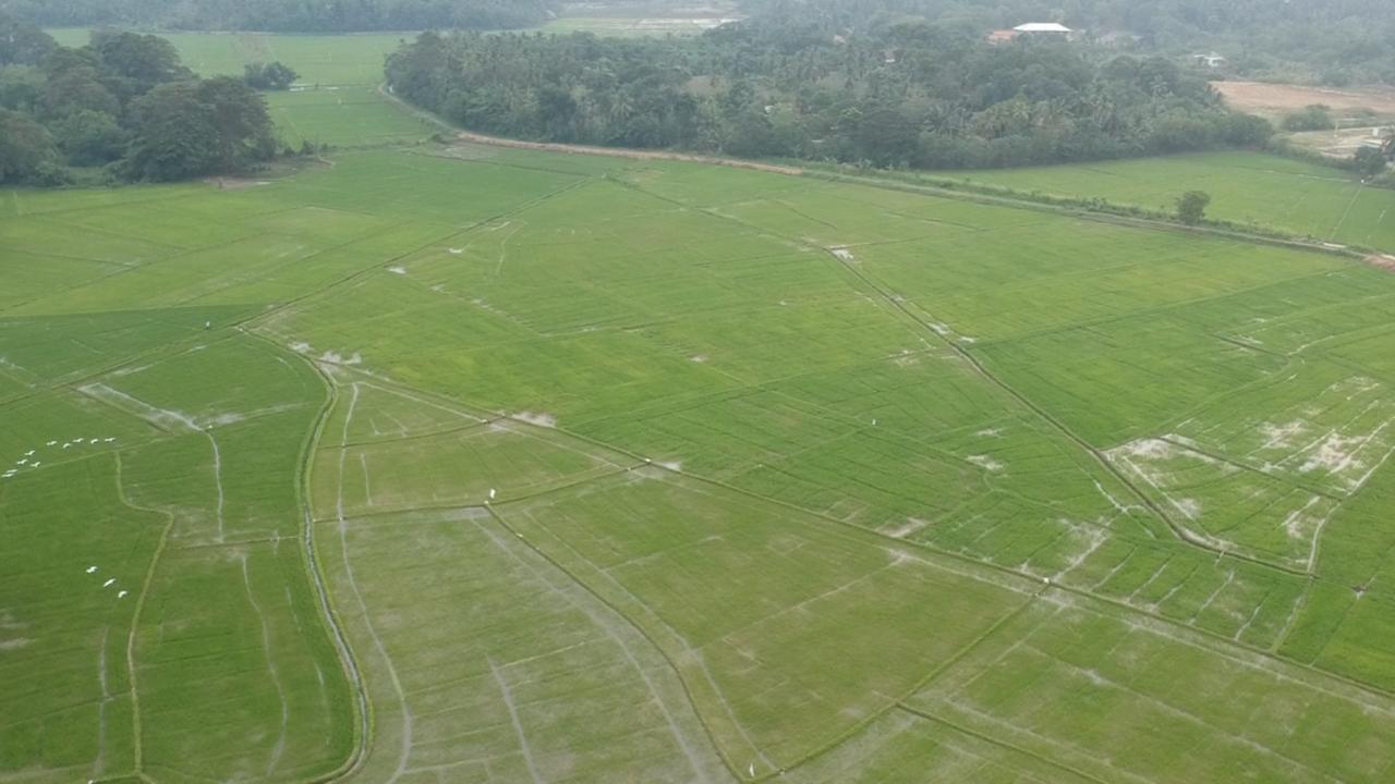 Rice Field View Home Stay Tangalle Ngoại thất bức ảnh